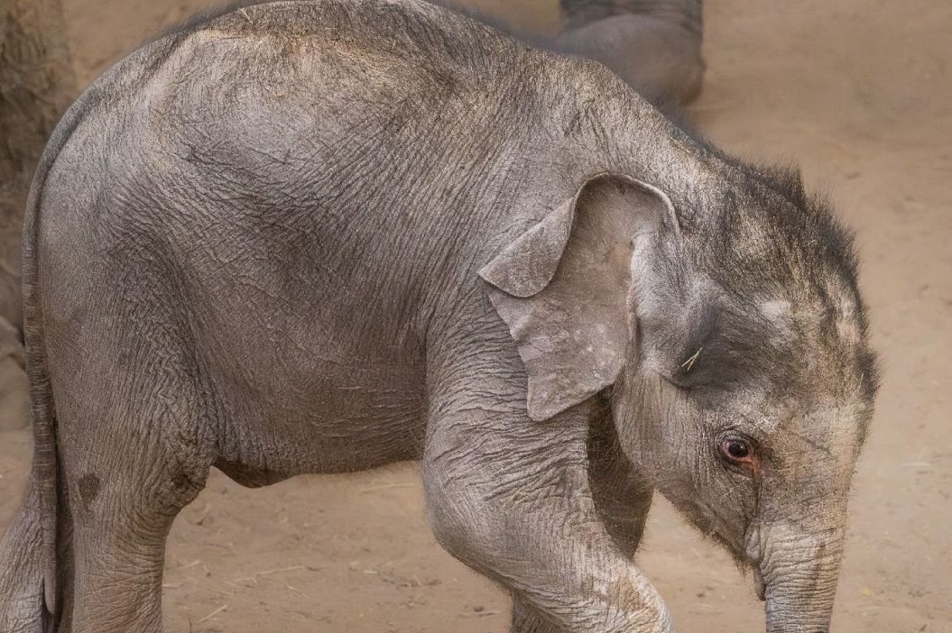 Elefante Blackpool Zoo