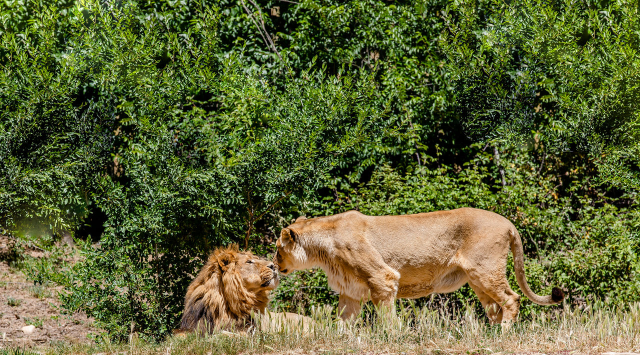 España lidera una investigación revolucionaria sobre bienestar animal