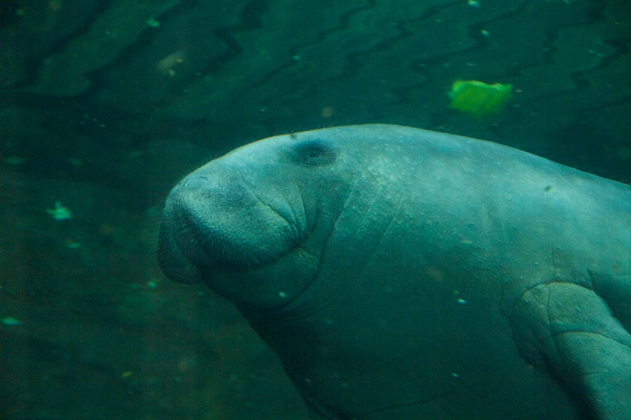 España lidera una investigación revolucionaria sobre bienestar animal