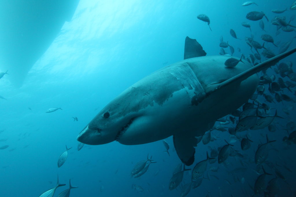 great white shark, Carcharodon carcharias, Neptune Islands, South Australia, Indian Ocean